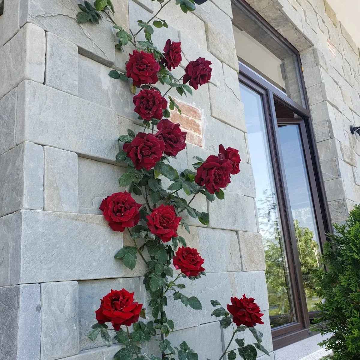 Kolonat e tullave me trëndafila të kuq ngjitës